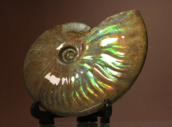 これぞまさにグラデーションカラー!肋の流れが引き立つマダガスカル産アンモナイト(Ammonite)(その1)