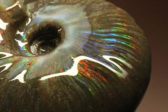 これぞまさにグラデーションカラー!肋の流れが引き立つマダガスカル産アンモナイト(Ammonite)(その10)