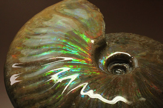 これぞまさにグラデーションカラー！肋の流れが引き立つマダガスカル産アンモナイト(Ammonite)（その11）