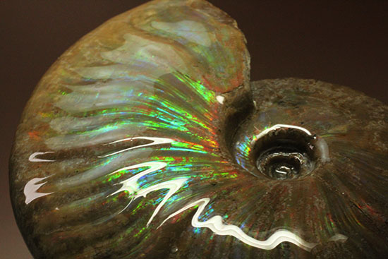 これぞまさにグラデーションカラー!肋の流れが引き立つマダガスカル産アンモナイト(Ammonite)(その11)