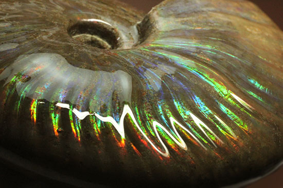 これぞまさにグラデーションカラー!肋の流れが引き立つマダガスカル産アンモナイト(Ammonite)(その12)