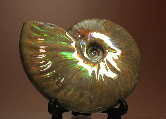 これぞまさにグラデーションカラー!肋の流れが引き立つマダガスカル産アンモナイト(Ammonite)(その13)