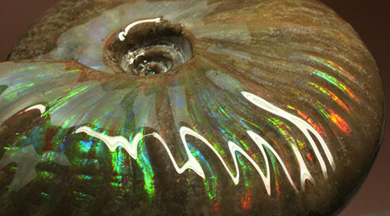 これぞまさにグラデーションカラー!肋の流れが引き立つマダガスカル産アンモナイト(Ammonite)(その14)