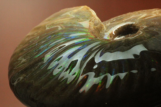 これぞまさにグラデーションカラー!肋の流れが引き立つマダガスカル産アンモナイト(Ammonite)(その15)