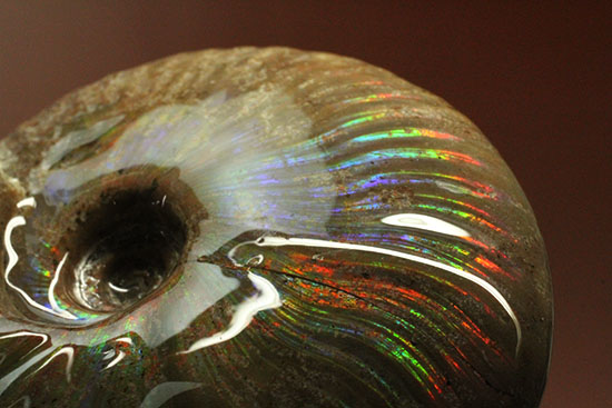 これぞまさにグラデーションカラー!肋の流れが引き立つマダガスカル産アンモナイト(Ammonite)(その16)