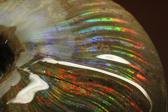 これぞまさにグラデーションカラー!肋の流れが引き立つマダガスカル産アンモナイト(Ammonite)(その17)