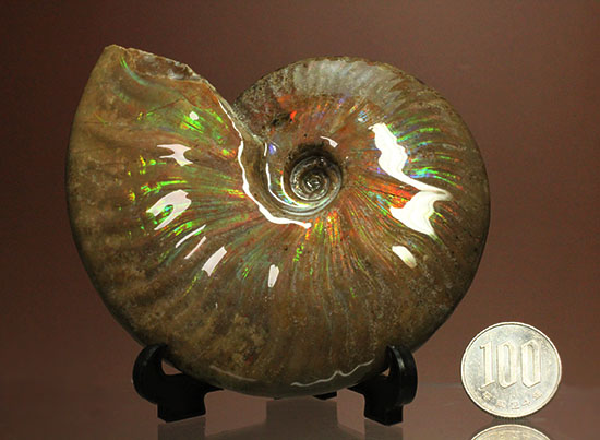 これぞまさにグラデーションカラー！肋の流れが引き立つマダガスカル産アンモナイト(Ammonite)（その18）