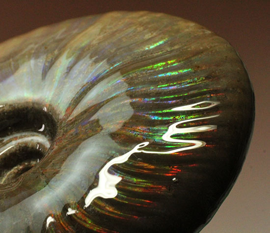 これぞまさにグラデーションカラー!肋の流れが引き立つマダガスカル産アンモナイト(Ammonite)(その2)