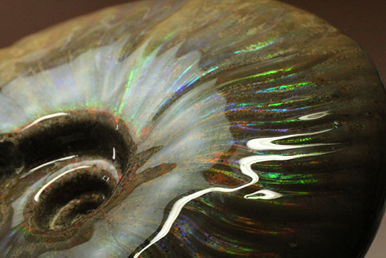 これぞまさにグラデーションカラー！肋の流れが引き立つマダガスカル産アンモナイト(Ammonite)（その3）