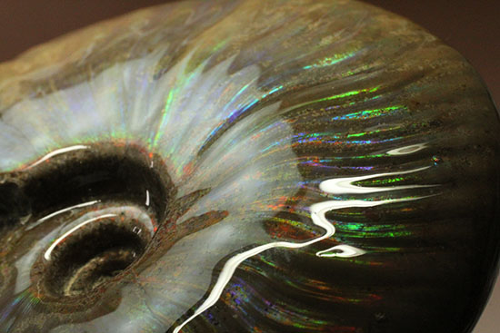 これぞまさにグラデーションカラー!肋の流れが引き立つマダガスカル産アンモナイト(Ammonite)(その3)