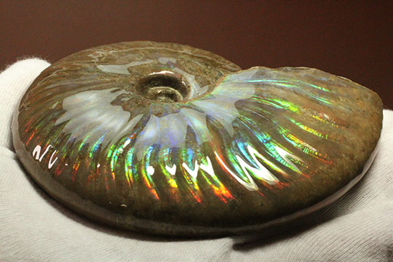 これぞまさにグラデーションカラー!肋の流れが引き立つマダガスカル産アンモナイト(Ammonite)(その4)
