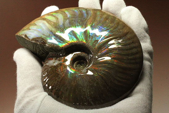 これぞまさにグラデーションカラー!肋の流れが引き立つマダガスカル産アンモナイト(Ammonite)(その5)
