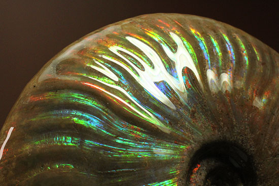これぞまさにグラデーションカラー！肋の流れが引き立つマダガスカル産アンモナイト(Ammonite)（その6）