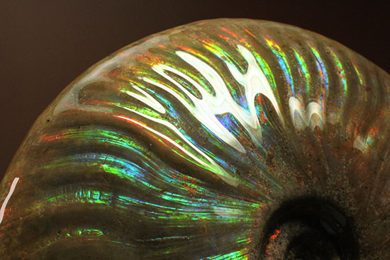 これぞまさにグラデーションカラー!肋の流れが引き立つマダガスカル産アンモナイト(Ammonite)(その6)