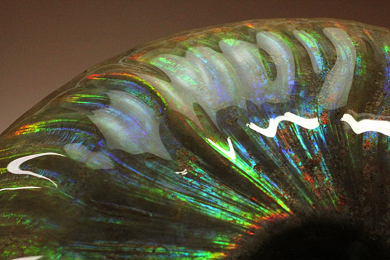 これぞまさにグラデーションカラー!肋の流れが引き立つマダガスカル産アンモナイト(Ammonite)(その7)