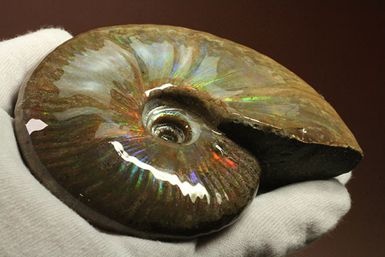 これぞまさにグラデーションカラー!肋の流れが引き立つマダガスカル産アンモナイト(Ammonite)(その8)