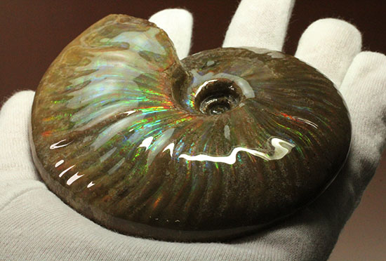 これぞまさにグラデーションカラー!肋の流れが引き立つマダガスカル産アンモナイト(Ammonite)(その9)