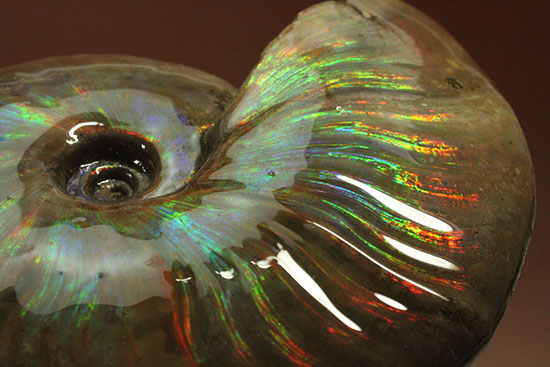 色・質・形・大きさ、大満足ハイクラスのマダガスカル産アンモナイト(Ammonite)(その11)
