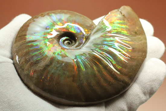 色・質・形・大きさ、大満足ハイクラスのマダガスカル産アンモナイト(Ammonite)（その12）