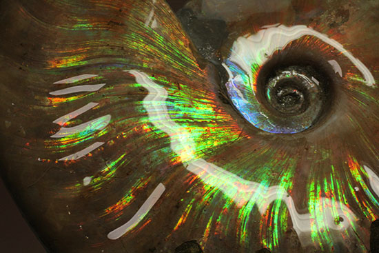色・質・形・大きさ、大満足ハイクラスのマダガスカル産アンモナイト(Ammonite)（その16）