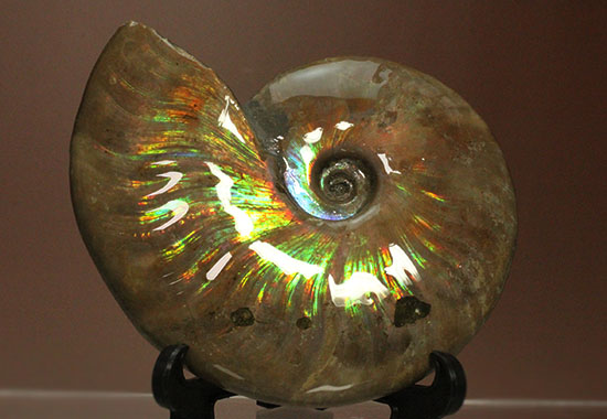 色・質・形・大きさ、大満足ハイクラスのマダガスカル産アンモナイト(Ammonite)(その17)