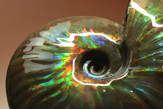 色・質・形・大きさ、大満足ハイクラスのマダガスカル産アンモナイト(Ammonite)(その19)