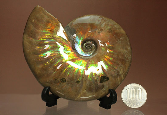 色・質・形・大きさ、大満足ハイクラスのマダガスカル産アンモナイト(Ammonite)（その20）