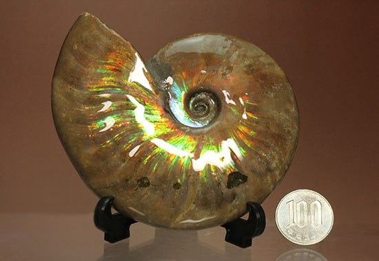 色・質・形・大きさ、大満足ハイクラスのマダガスカル産アンモナイト(Ammonite)(その20)