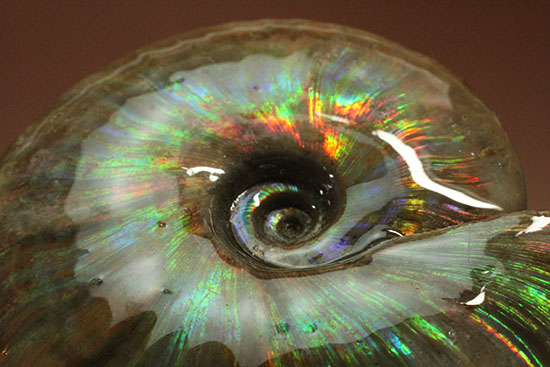 色・質・形・大きさ、大満足ハイクラスのマダガスカル産アンモナイト(Ammonite)（その4）