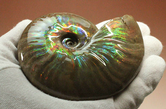 色・質・形・大きさ、大満足ハイクラスのマダガスカル産アンモナイト(Ammonite)（その5）