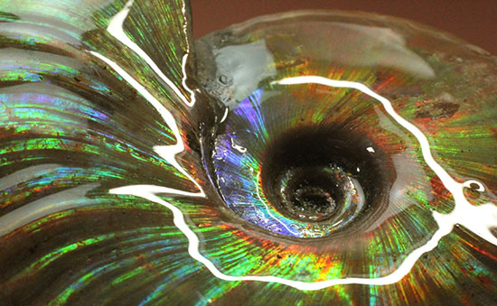 色・質・形・大きさ、大満足ハイクラスのマダガスカル産アンモナイト(Ammonite)(その7)