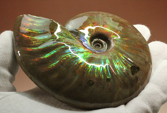 色・質・形・大きさ、大満足ハイクラスのマダガスカル産アンモナイト(Ammonite)（その9）