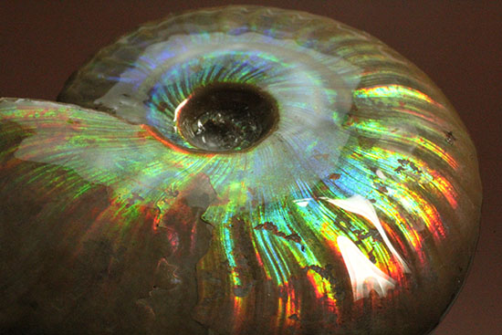 七変化！万華鏡のようなイリデッセンス（iridescence）を有するマダガスカル産クレオニセラス(Cleoniceras)（その13）