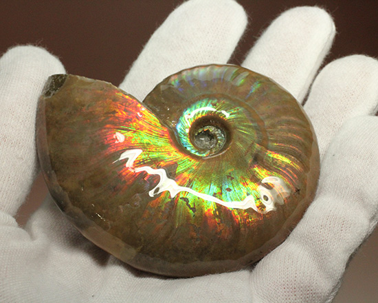 マダガスカル産アンモナイト(Ammonite)