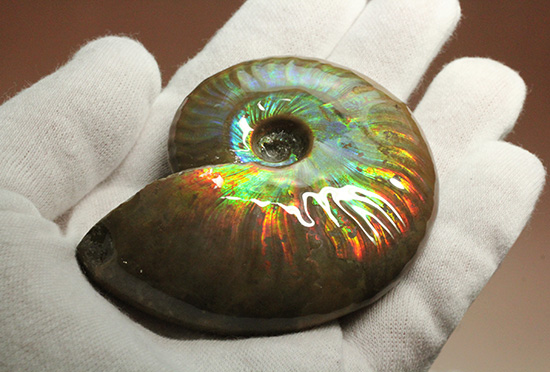 七変化!万華鏡のようなイリデッセンス(iridescence)を有するマダガスカル産クレオニセラス(Cleoniceras)(その3)