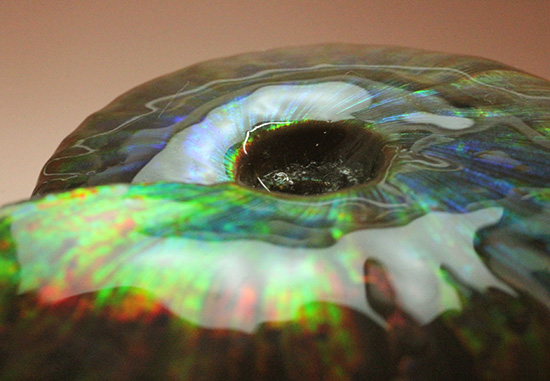 七変化!万華鏡のようなイリデッセンス(iridescence)を有するマダガスカル産クレオニセラス(Cleoniceras)(その4)