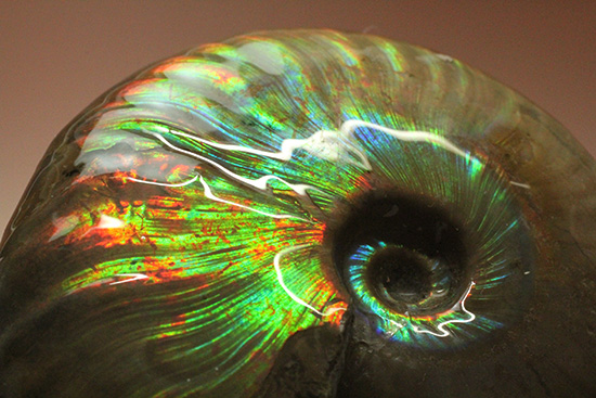 七変化！万華鏡のようなイリデッセンス（iridescence）を有するマダガスカル産クレオニセラス(Cleoniceras)（その6）
