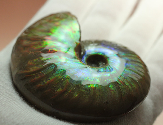 七変化!万華鏡のようなイリデッセンス(iridescence)を有するマダガスカル産クレオニセラス(Cleoniceras)(その8)