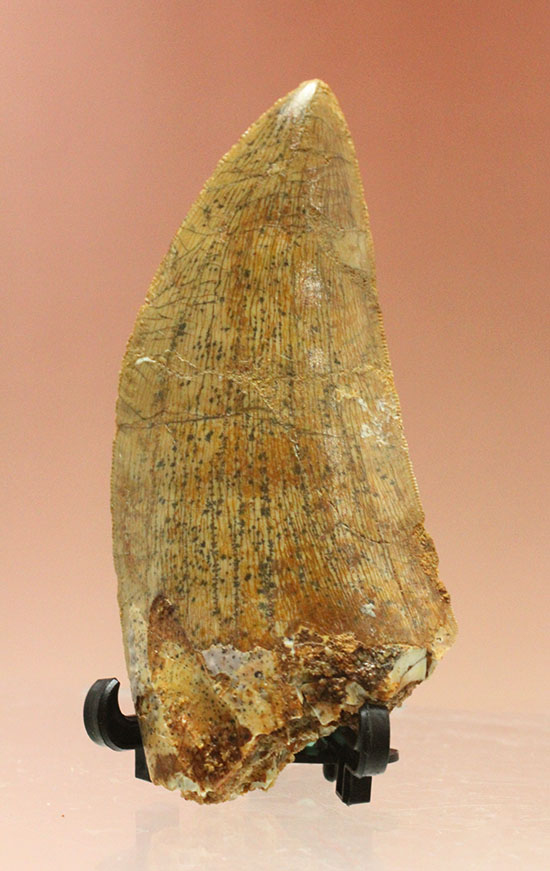 カルカロドントサウルス歯
