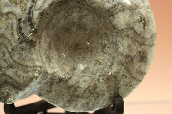 古生代の海の主役のひとつ、古型アンモナイトの仲間、ゴニアタイト(goniatite)(その11)