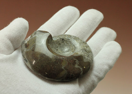 古生代の海の主役のひとつ、古型アンモナイトの仲間、ゴニアタイト(goniatite)(その3)