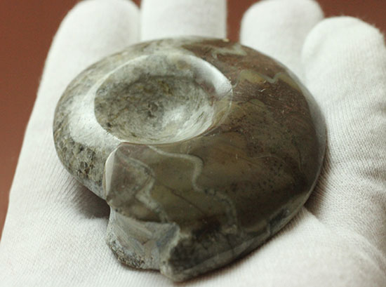 古生代の海の主役のひとつ、古型アンモナイトの仲間、ゴニアタイト(goniatite)(その4)