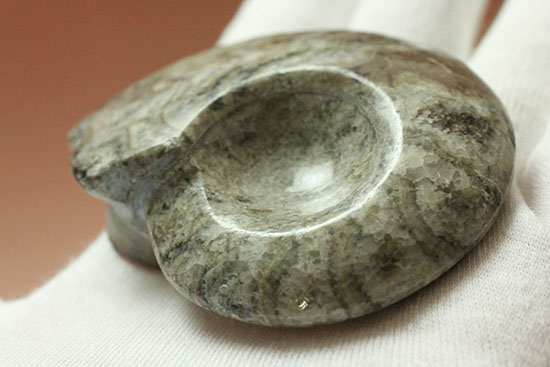 古生代の海の主役のひとつ、古型アンモナイトの仲間、ゴニアタイト(goniatite)(その5)