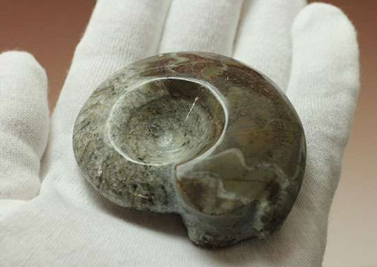 古生代の海の主役のひとつ、古型アンモナイトの仲間、ゴニアタイト(goniatite)(その7)