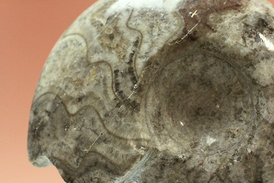 古生代の海の主役のひとつ、古型アンモナイトの仲間、ゴニアタイト(goniatite)(その9)
