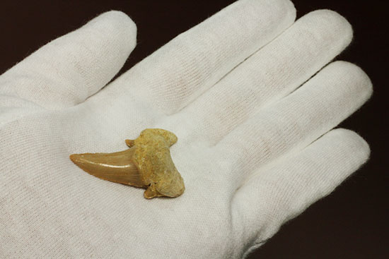 古代の海の食物連鎖の頂点にあった巨大鮫、オトダスの厚みのある歯化石(その11)