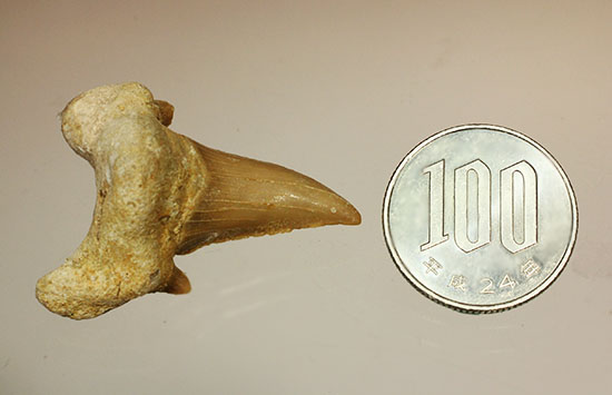 古代の海の食物連鎖の頂点にあった巨大鮫、オトダスの厚みのある歯化石(その12)