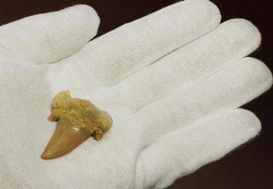 古代の海の食物連鎖の頂点にあった巨大鮫、オトダスの厚みのある歯化石(その2)