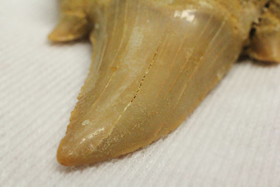 古代の海の食物連鎖の頂点にあった巨大鮫、オトダスの厚みのある歯化石(その4)