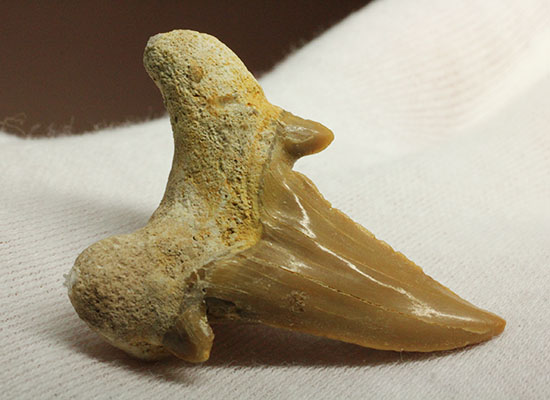 古代の海の食物連鎖の頂点にあった巨大鮫、オトダスの厚みのある歯化石(その6)
